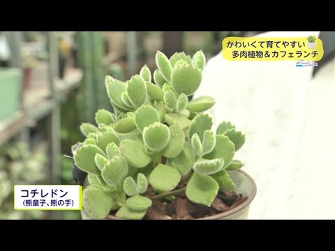 Ｔｒｅｎｄ＃Ｌｉｎｋ かわいくて育てやすい 多肉植物＆カフェランチを満喫