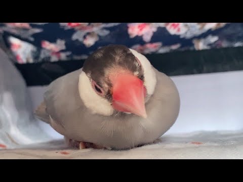 足にお胸がもっちり乗っかる文鳥　java sparrow