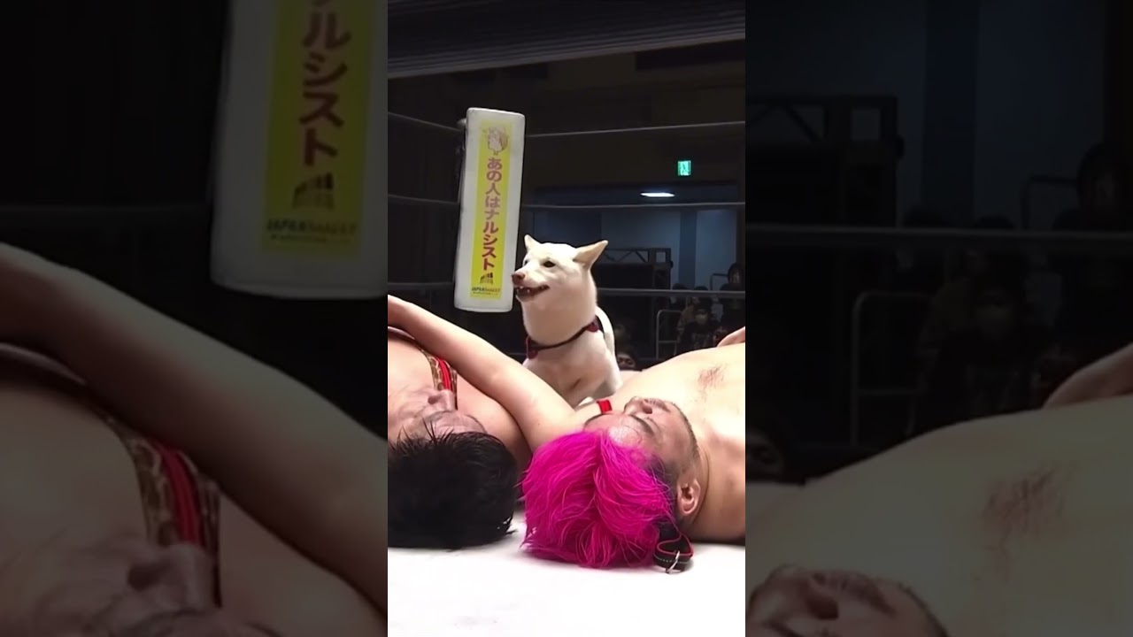 愛犬が飼主のプロレスラーにフォール勝ち！ #プロレス #ddtpro #男色ディーノ #スーパーササダンゴマシン