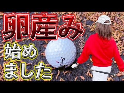 名門ゴルフコースで林に打ち込んでしまったら卵を産みますか？_太平洋クラブ大洗シャーウッドコース③