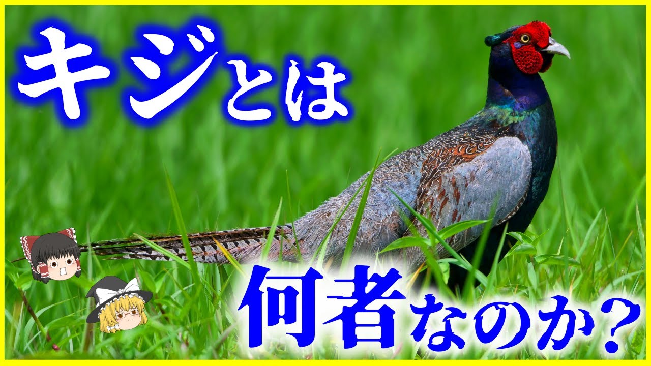 【ゆっくり解説】国鳥なのに●●…⁉「キジ」とは何者なのか？を解説/日本固有種？雉はなぜ桃太郎の家来に？火に立ち向かうほど勇敢？