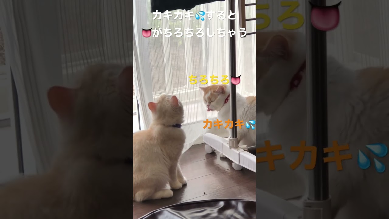 もっちー〔スコティッシュ〕カキカキすると👅がちろちろ