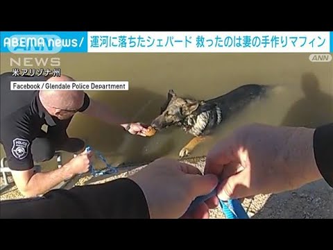 運河に落ちたシェパード　救ったのは妻の手作りマフィン(2023年7月1日)