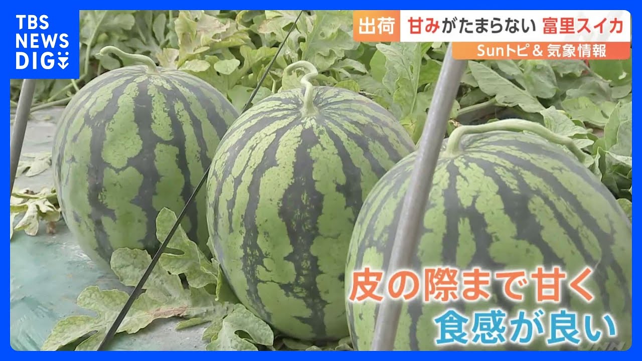 甘みがたまらない！　富里スイカが出荷の最盛期【SUNトピ】｜TBS NEWS DIG