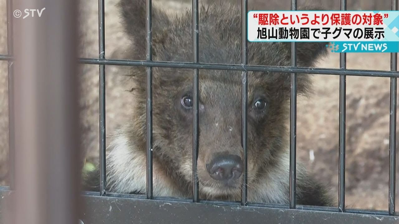 親グマとはぐれ保護された子グマの展示はじまる　北海道旭川市・旭山動物園
