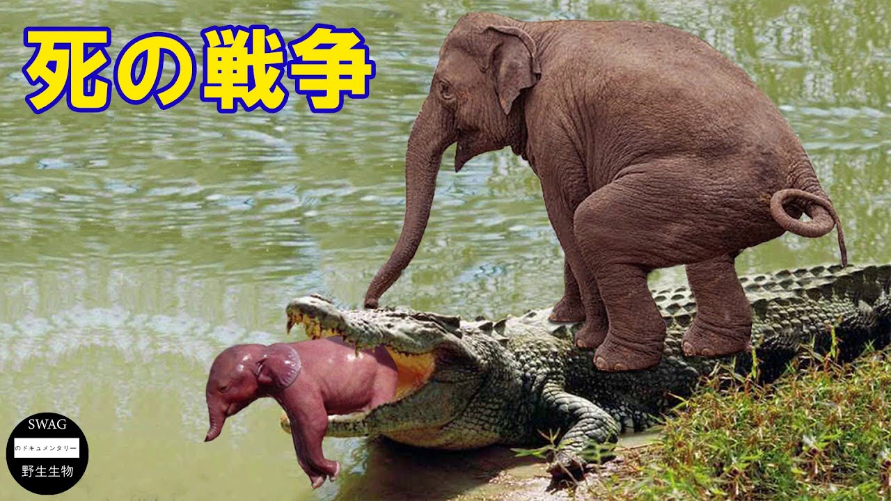 怒った母ゾウがワニの体を攻撃して破壊し、赤ちゃんゾウを救おう | 野生動物ドキュメンタリー