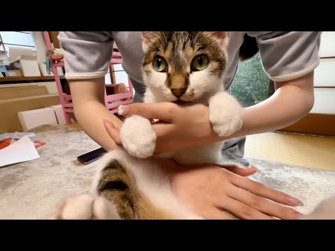 コナンを語るおねえちゃんと､モーニング娘。という言葉に反応する猫が可愛かった