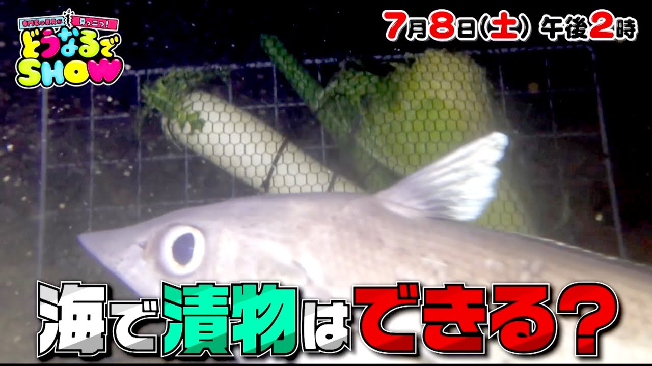 海に野菜を沈めたら漬け物になる？『専門家の意見が真っ二つ！どうなるでSHOW』 7/8(土)ごご2時【TBS】