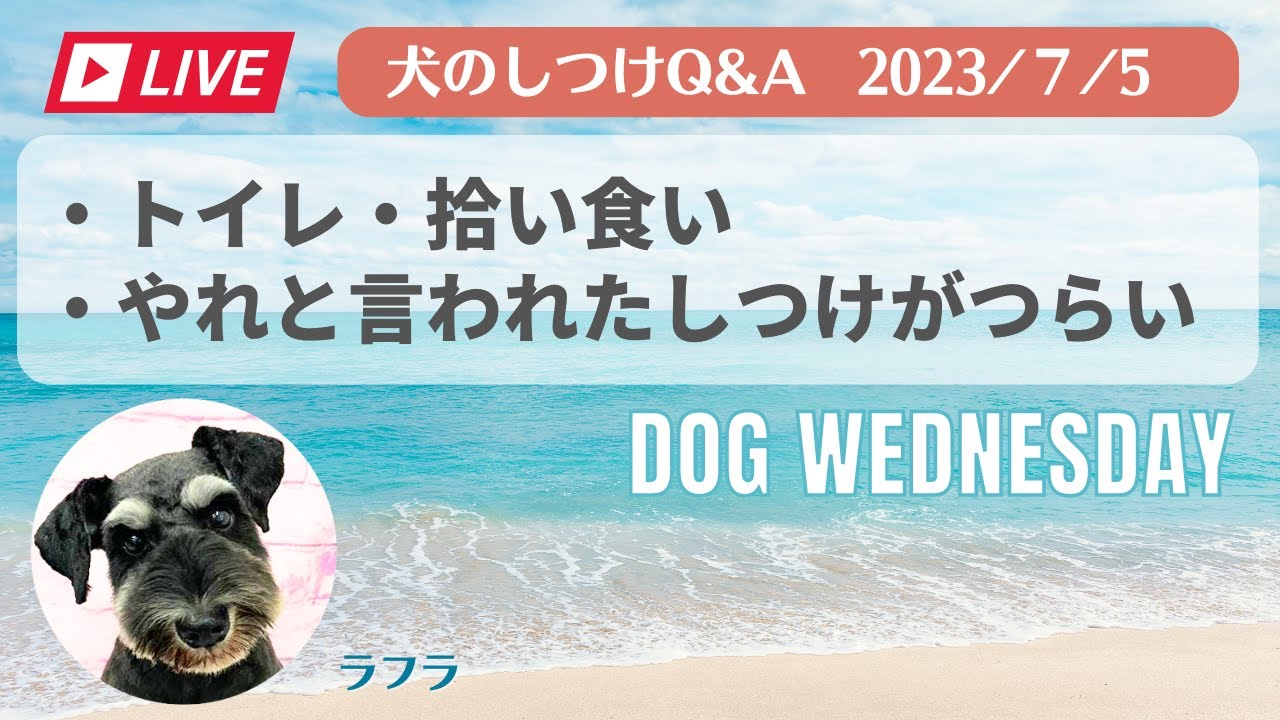 犬のしつけ　おやつの使い方　トイレの教え方　拾い食いの対処の仕方