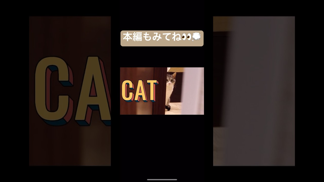【アーサーキング】夏目ちゃん登場　#新メンバー#ネコ