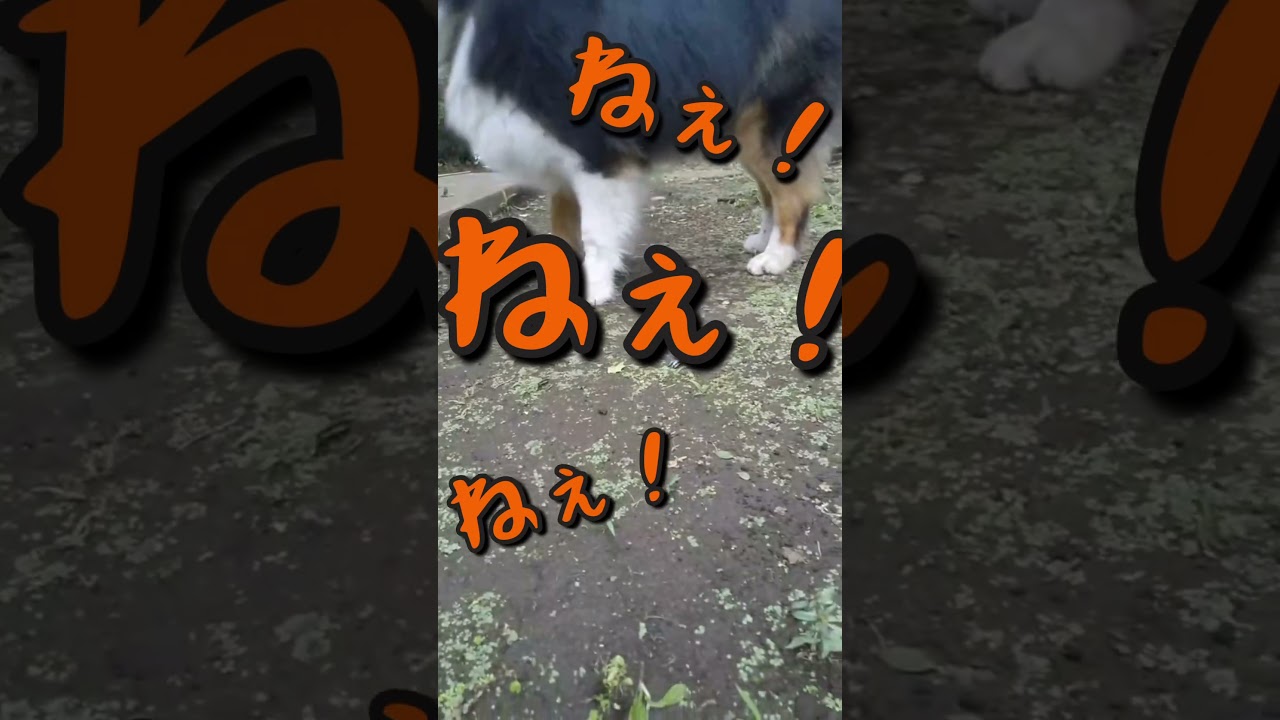 太田上田のナレーターの木本さんがタイトルコールしてくれました！ #太田上田 #shorts