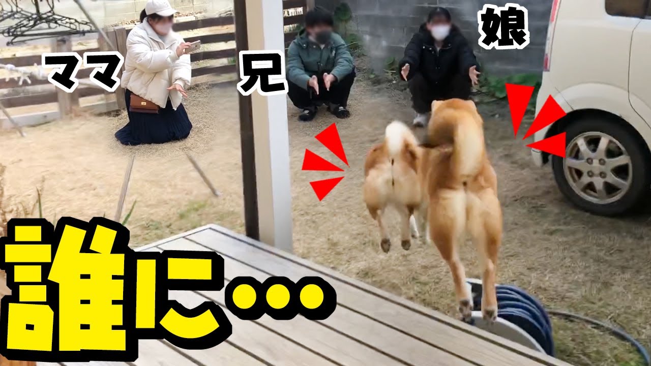 柴犬姉妹を家族が同時に呼んだらこうなりました