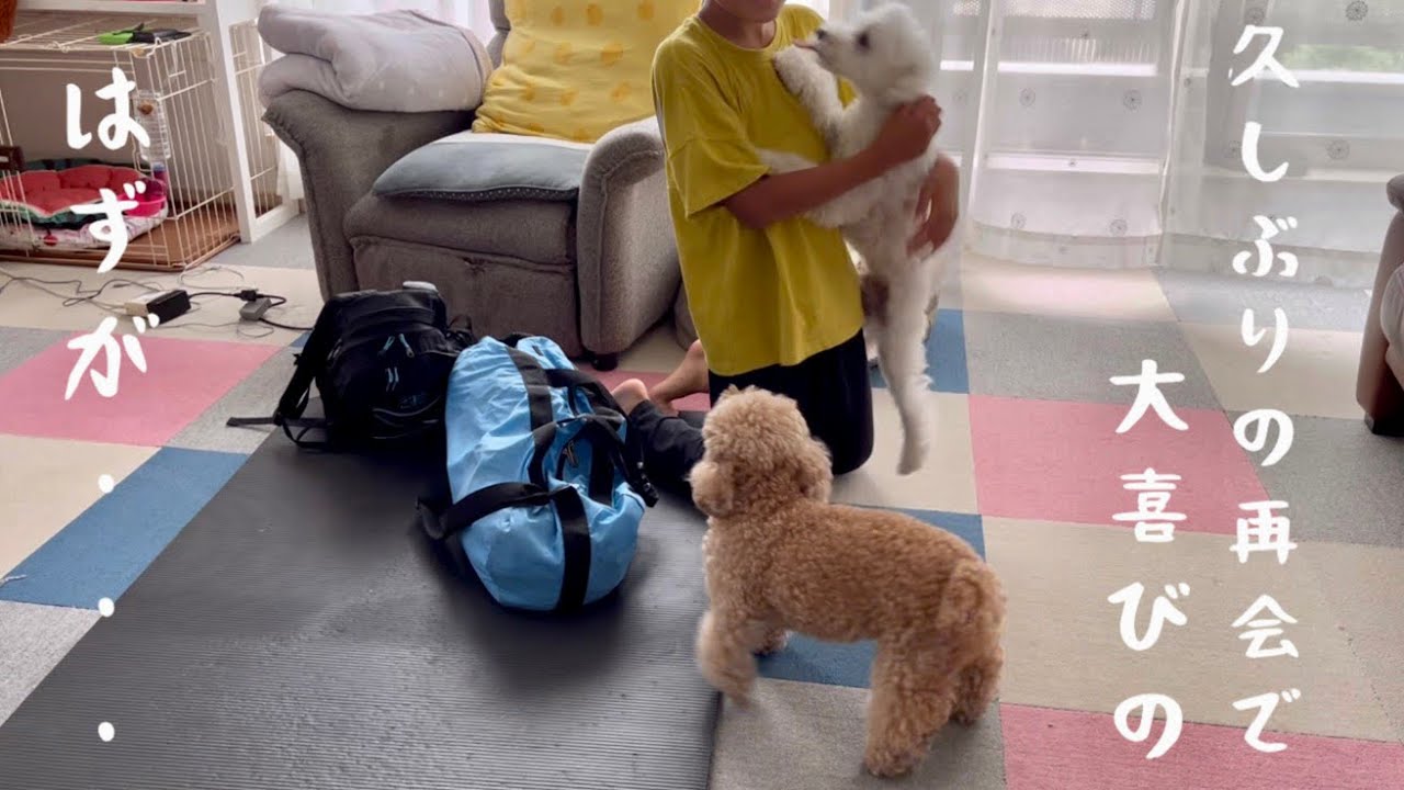 待ち続けて久しぶりの再会だったけど、意外な対応をするトイプードル