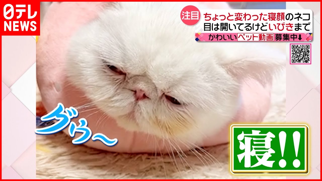 【投稿動画】目を開けたまま眠る猫『every.特集』