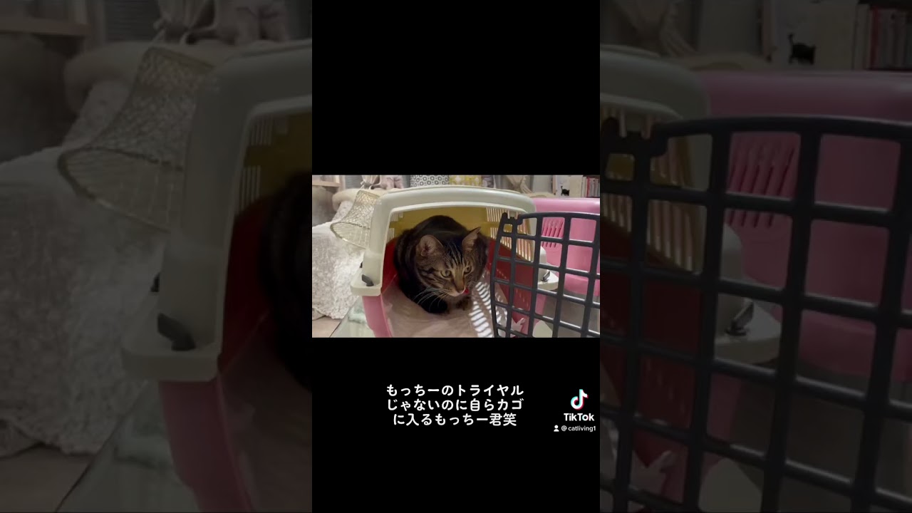 もっちー🤣