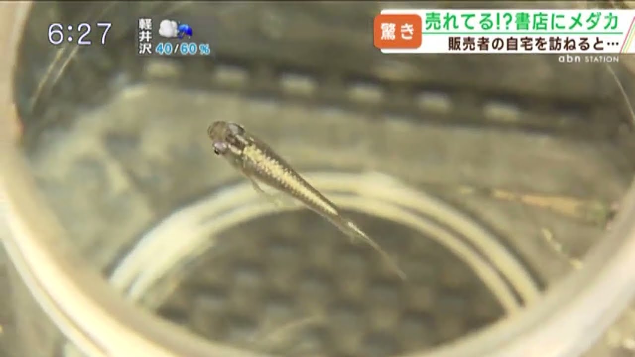 なぜ？意外と売れている「書店のメダカ」　販売者の自宅についていくと…（abnステーション2023年7月12日放送）