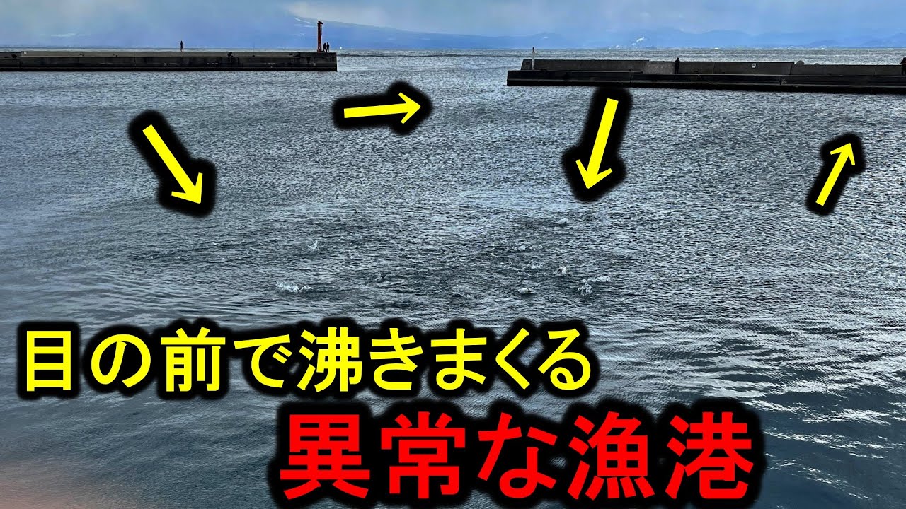 突然、漁港の中でナブラが湧きまくり入れ食い状態になるとんでもない日でした。