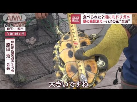 食べられた？沼にミドリガメ　夏の絶景消え…ハスの花“全滅”(2023年7月13日)