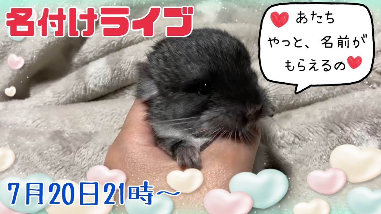 子チンチラ名付けライブ！7月20日21時〜