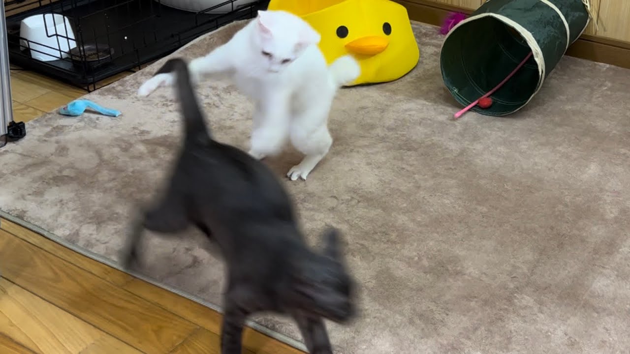 激しく打ちつける雨音に野生の血が騒ぐ保護子猫が激しいけど可愛い