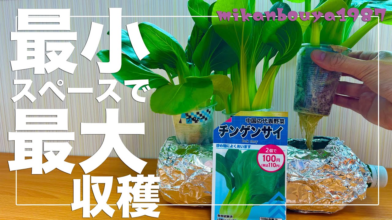 【チンゲンサイはこんなに大きくなる】水耕栽培で簡単！チンゲンサイはペットボトルでもこんなに大きく育つ！種まきから収穫まで解説！