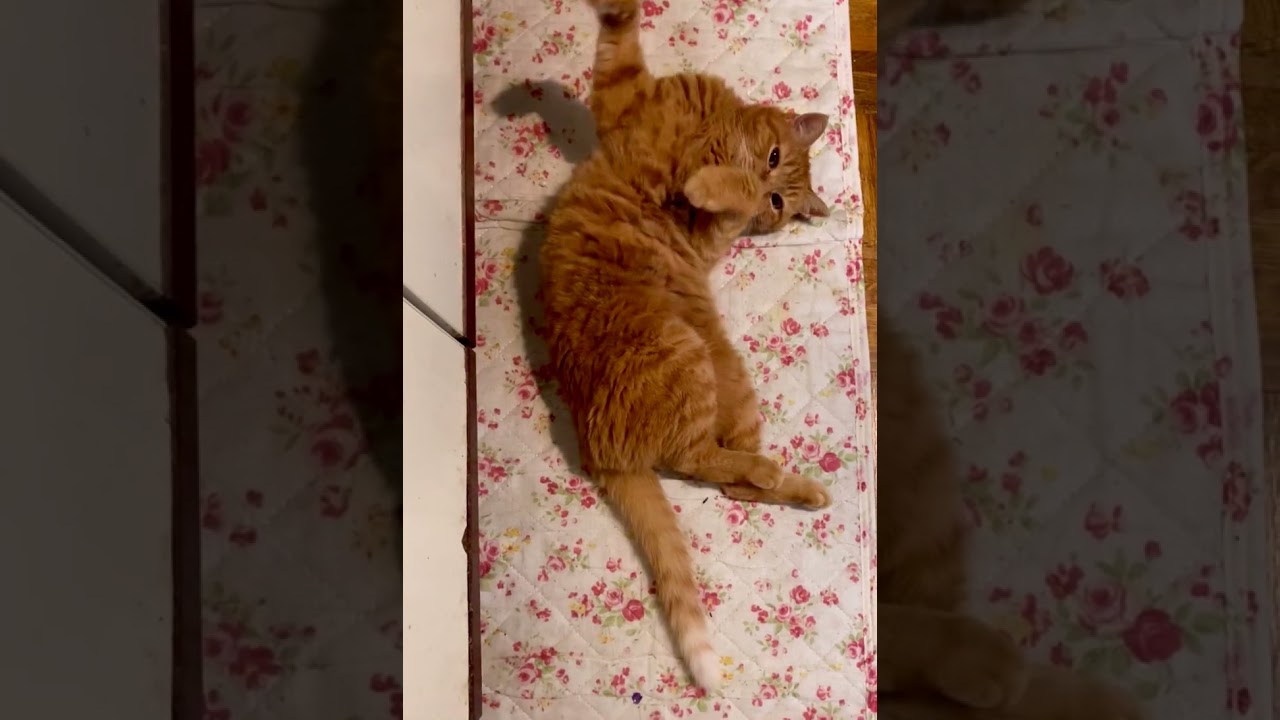 お返事亜子ちゃん