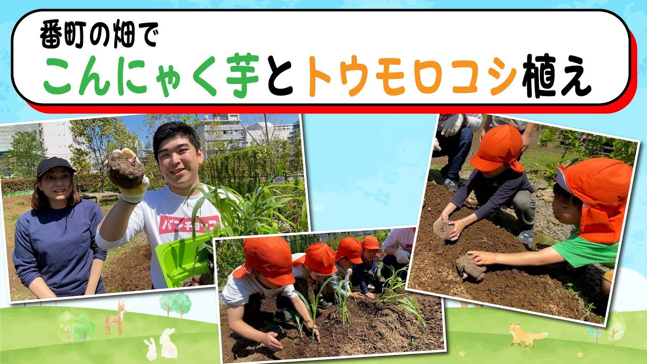 #98 【番町の畑】こんにゃく芋とトウモロコシ植え!!