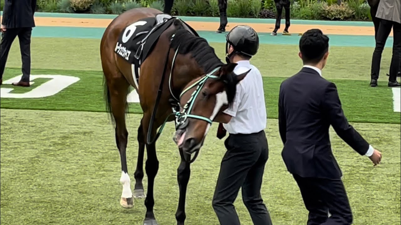 厩務員さんにポンポンされたのを構ってくれると思いじゃれつくルージュエヴァイユ