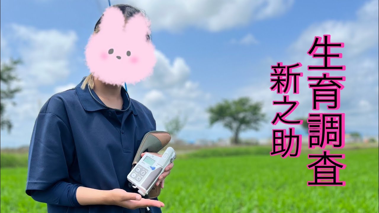 【水稲】新之助の生育調査中のガールに密着！【盈科】