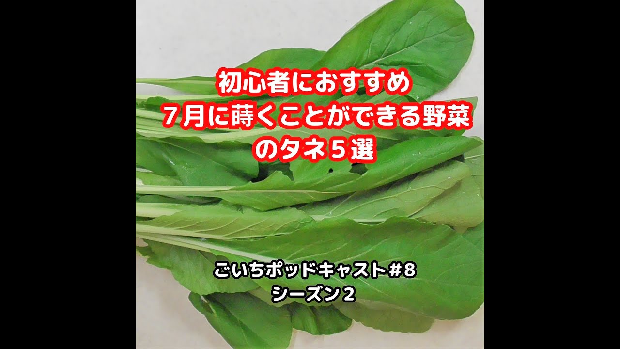 初心者におすすめ７月に蒔く野菜のタネ５選#8｜ごいち 家庭菜園がおもしろい シーズン２｜Vegetable seeds that can be sown in July #podcast