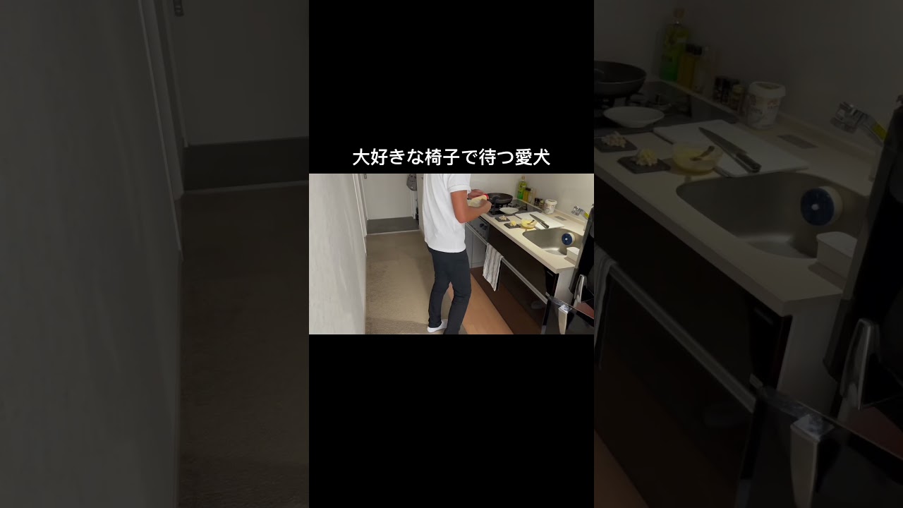 【椅子が大好きな愛犬】ご飯が出来るまで椅子に座って待ってます。 #dog #犬 #犬のいる暮らし #shorts