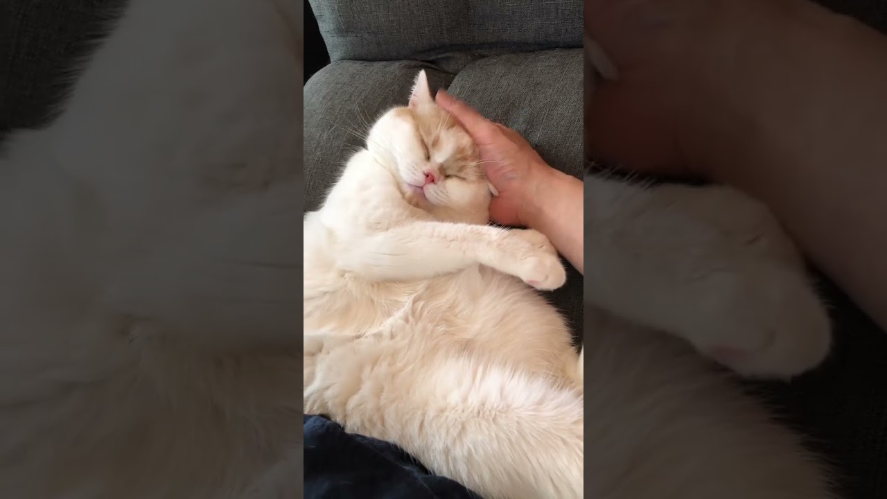 もっちー〔スコティッシュ〕たまらん💤