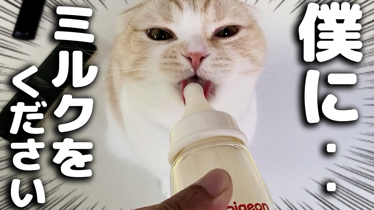 初めてのミルクをがぶ飲みする猫と犬がこちら…
