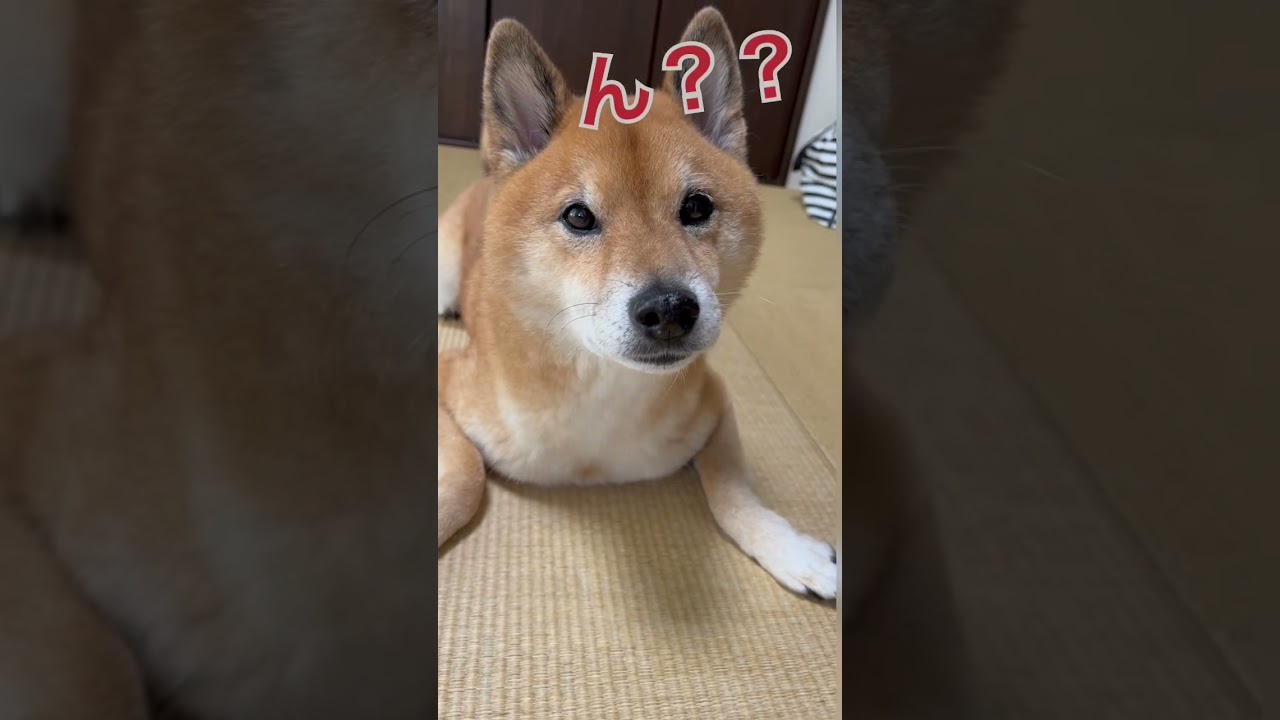 察しが宜しい事で🤣 #柴犬 #shibainu #拒否柴 #おもしろ動画 #柴犬のいる暮らし #柴犬好きな人と繋がりたい #おもしろ犬