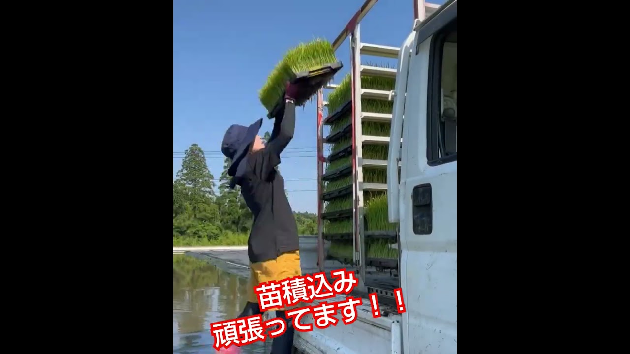 苗積込みの様子です！田植えの分だけ積込み作業します！！🎥動画提供🎥（株）相馬農園さん。（BGM、カット編集済み）#田植え #いね #農業女子 #農家 #農girl農life
