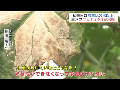 変形、葉焼け、巨大キュウリも…暑さ続き異変　猛暑日観測は去年の3倍以上　福島