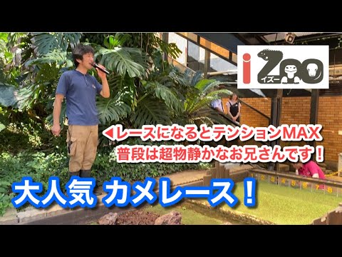 【大人気！亀レース】レースになるとテンションＭＡＸのお兄さん♪（体感型動物園 iZoo）【グルメ刑事の法則】静岡県／vol.526