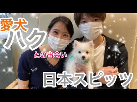 【日本スピッツ】愛犬ハクとの出会い