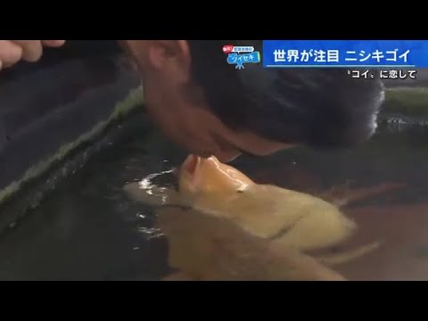 「プリンのような触り心地」　世界が注目する錦鯉に恋してキス　覇気！安部友裕 (2023/03/23 17:25)