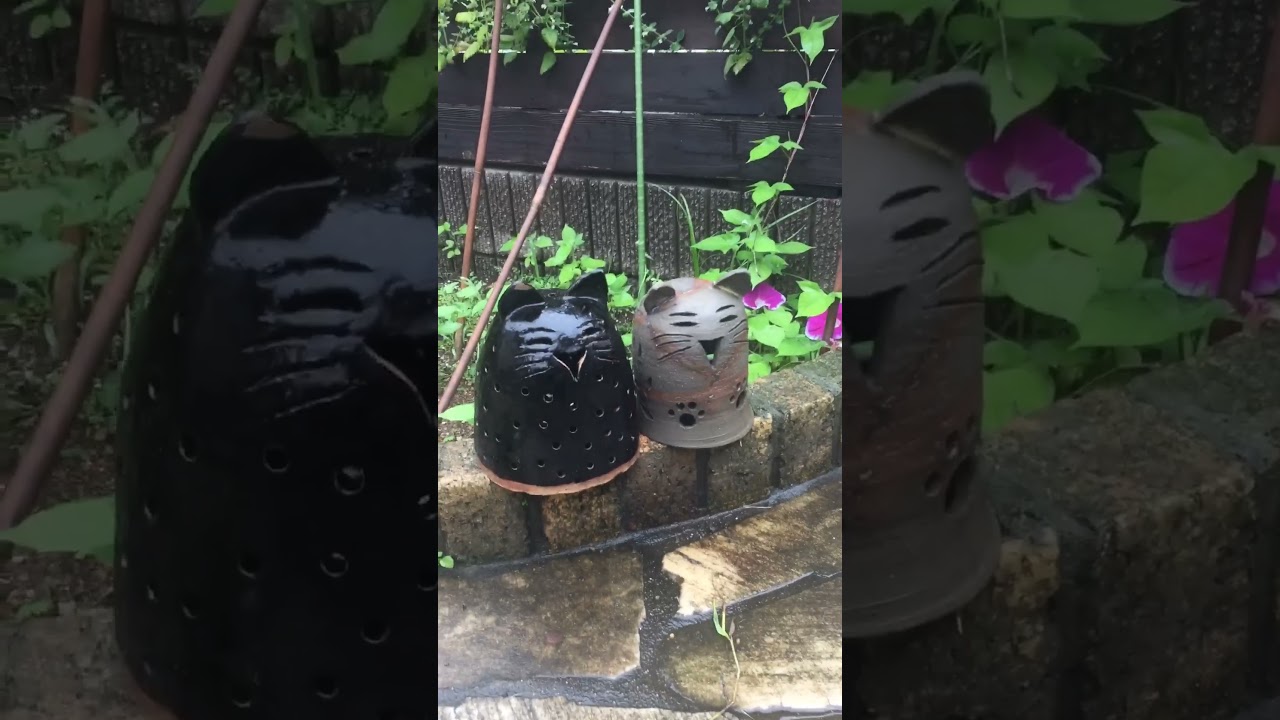 猫  "地下鉄に乗って！"🎵😸🚇Cat "Take the subway! 😽🚆😀