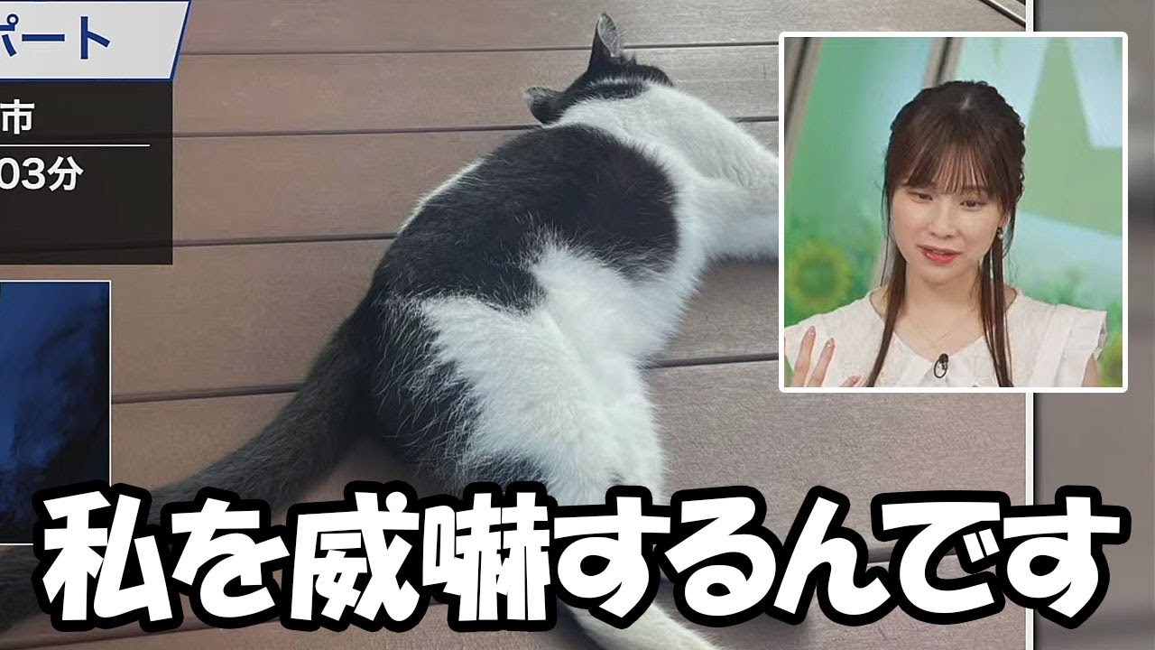 【松雪彩花】実家に帰省して飼い犬のチワワに威嚇されるお天気お姉さん