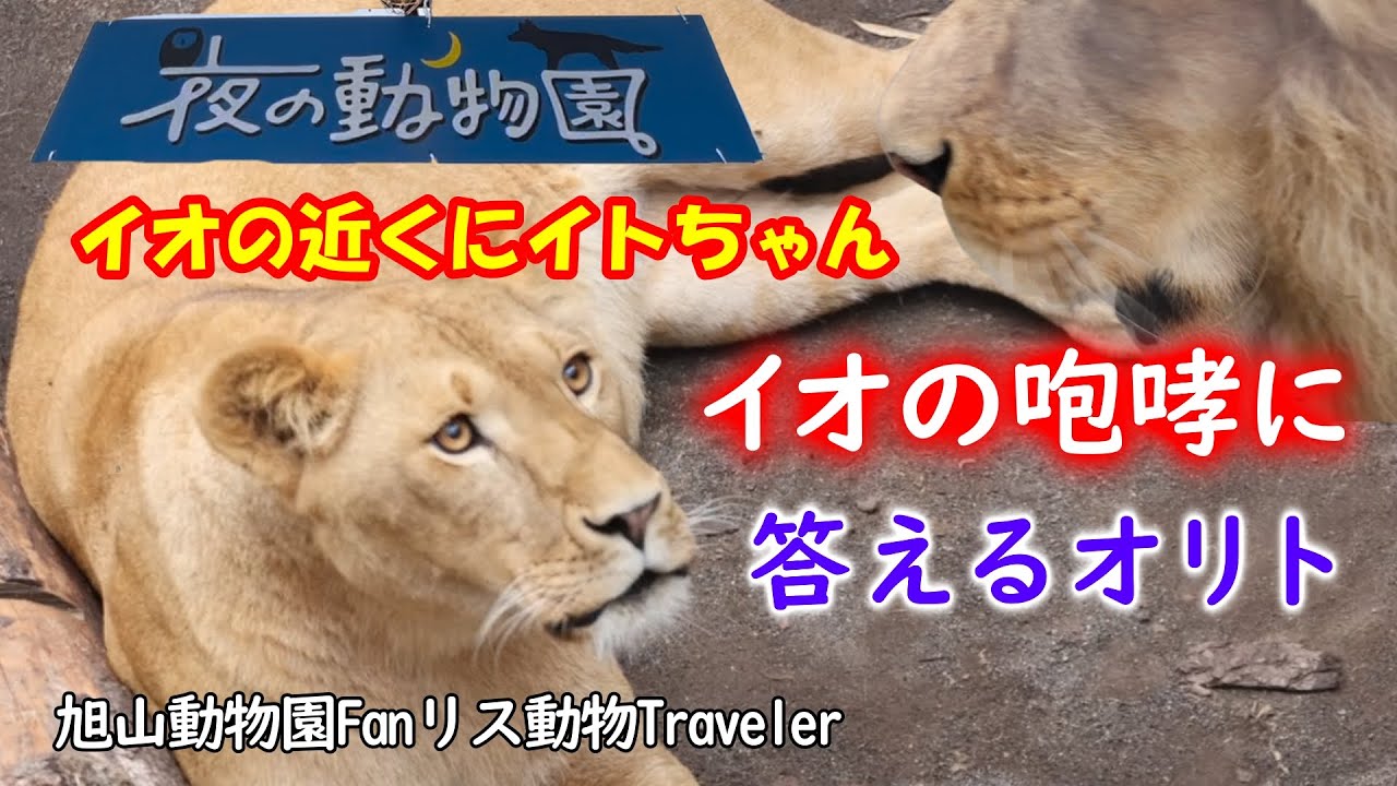 イオの雄叫びにオリトが咆哮💕イオさらにひと吠え/ Asahiyama Zoo fan
