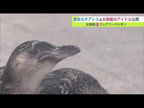 まさに妖精！都会の水族館のアイドル"フェアリーペンギン"先行公開　癒しスポット"グリーンルーム"も (23/06/16 19:00)