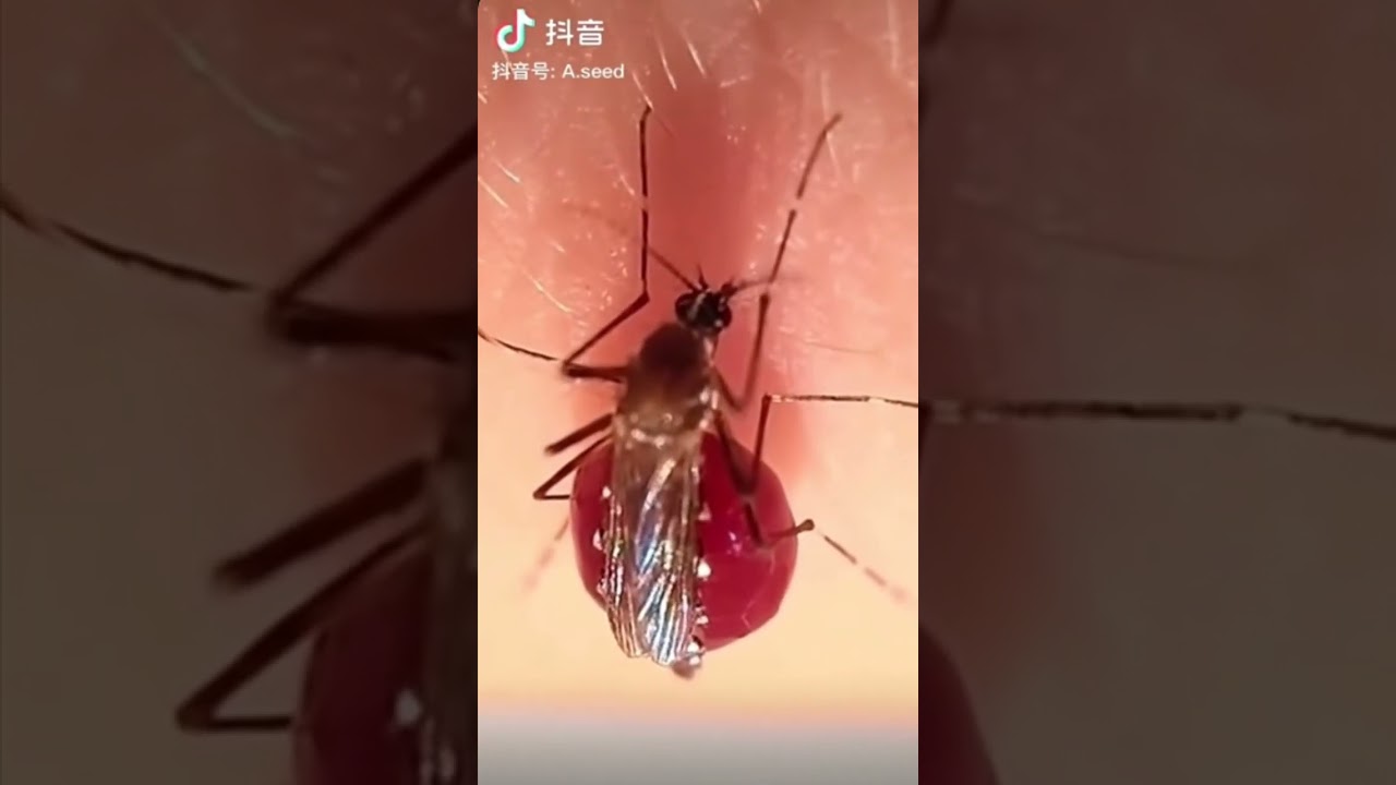 血を吸い過ぎて爆発した蚊#shorts