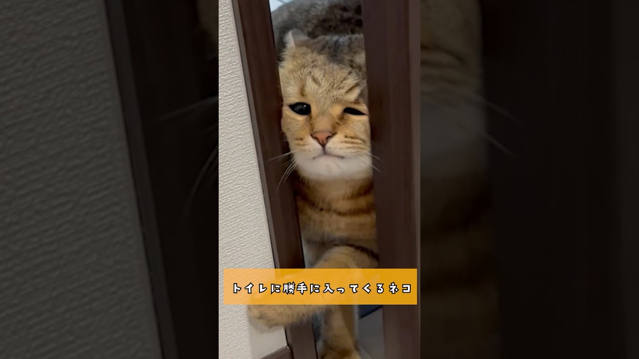 トイレのドアに挟まった猫の顔面がwww #shorts