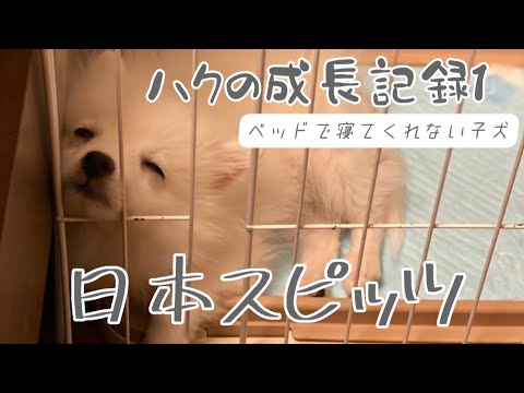 【日本スピッツ】ベッドで寝てくれない子犬