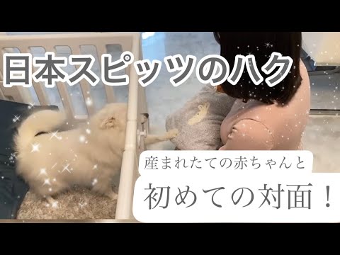 新生児の息子と愛犬ハクの初めての対面！