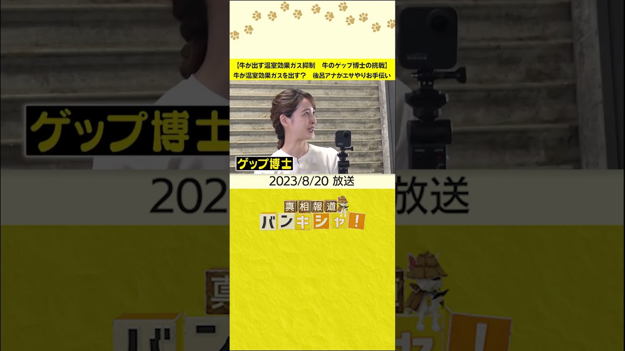 【牛が出す温室効果ガス抑制　牛のゲップ博士の挑戦】牛が温室効果ガスを出す？　後呂アナがエサやりお手伝い