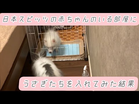 【日本スピッツ】の赤ちゃんのいる部屋に、うさぎを入れてみたら