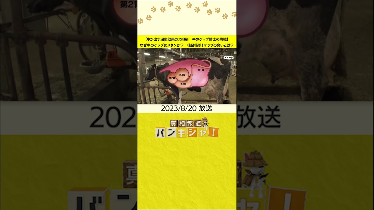 【牛が出す温室効果ガス抑制　牛のゲップ博士の挑戦】なぜ牛のゲップにメタンが？　後呂衝撃！ゲップの臭いとは？